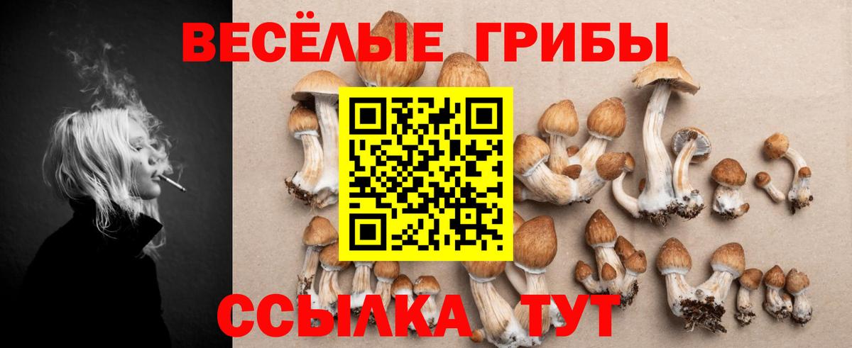 закладка  Псилоцибиновые грибы мухоморы  Курчалой  Вход с VPN  Псилоцибиновые грибы GOLDEN TEACHER 